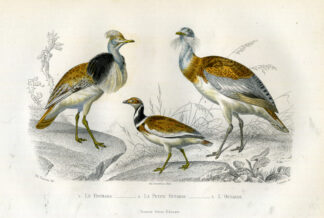 Antique Print-GREAT BUSTARD-HOUBARA-BUSTARD-Buffon-1853
