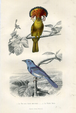 Antique Print-AMAZONIAN ROYAL FLYCATCHER-Buffon-1853
