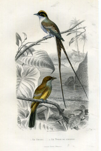 Antique Print-FORK TAILED FLYCATCHER-Buffon-1853