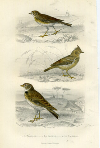 Antique Print-CRESTED LARK-LARK-CALANDRA-Buffon-1853