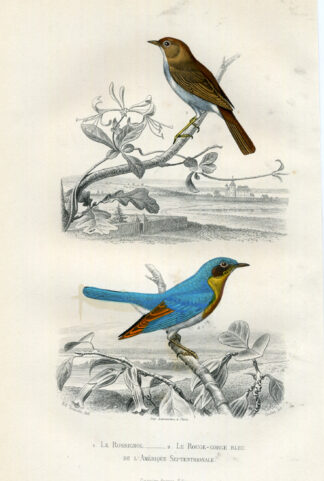 Antique Print-NIGHTINGALE-BLUEBIRD-Buffon-1853