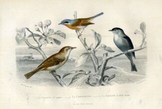 Antique Print-WARBLER-BLACKCAP-Buffon-1853