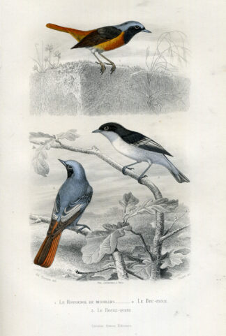 Antique Print-WARBLER-REDSTART-PHOENICURUS-Buffon-1853
