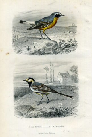 Antique Print-WHITE WAGTAIL-FLYCATCHER-Buffon-1853