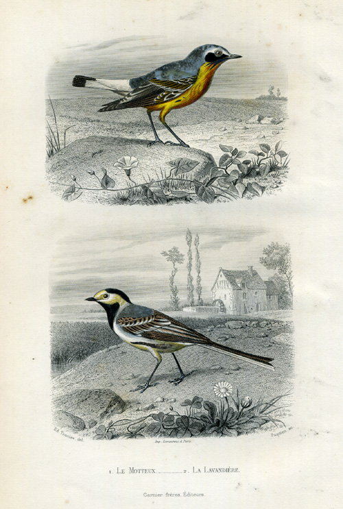 , Antique Print-WHITE WAGTAIL-FLYCATCHER-Buffon-1853, Pictura Antique Prints