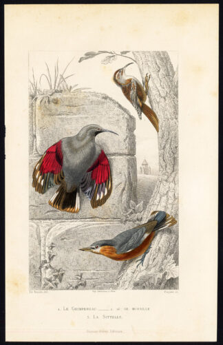 Antique Print-CREEPER-WALLCREEPER-NUTHATCH-Buffon-1853
