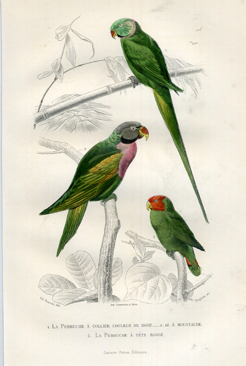 , Antique Print-RED BREASTED PARAKEET-Buffon-1853, Pictura Antique Prints