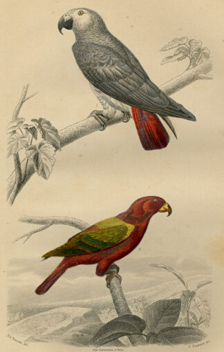 Antique Print-AFRICAN GREY PARROT-LORY-Buffon-1853