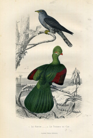 Antique Print-COMMON CUCKOO-TURACO-CUCKOO-Buffon-1853
