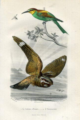 Antique Print-EUROPEAN BEE EATER-NIGHTJAR-Buffon-1853