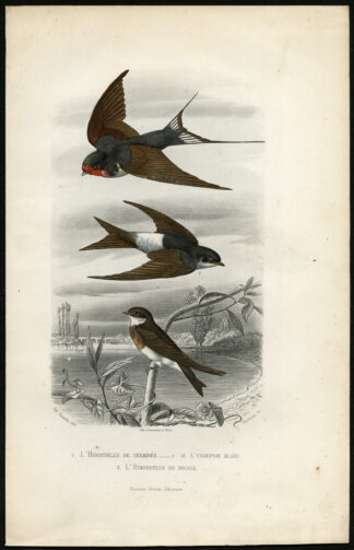 Antique Print-BARN SWALLOW-HOUSE MARTIN-Buffon-1853
