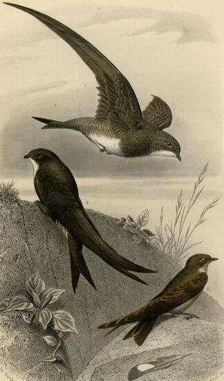 Antique Print-ALPINE SWIFT-CRAG MARTIN-Buffon-1853