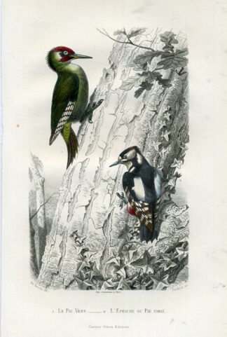 Antique Print-GREEN WOODPECKER-WOODPECKER-Buffon-1853