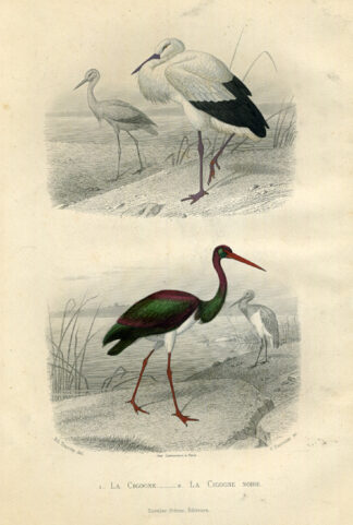 Antique Print-WHITE STORK-BLACK STORK-STORK-Buffon-1853