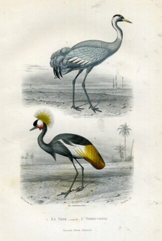 Antique Print-GREY CRESTED CRANE-Buffon-1853