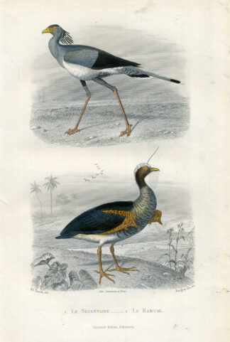 Antique Print-SECRETARY BIRD-SCREAMER-Buffon-1853