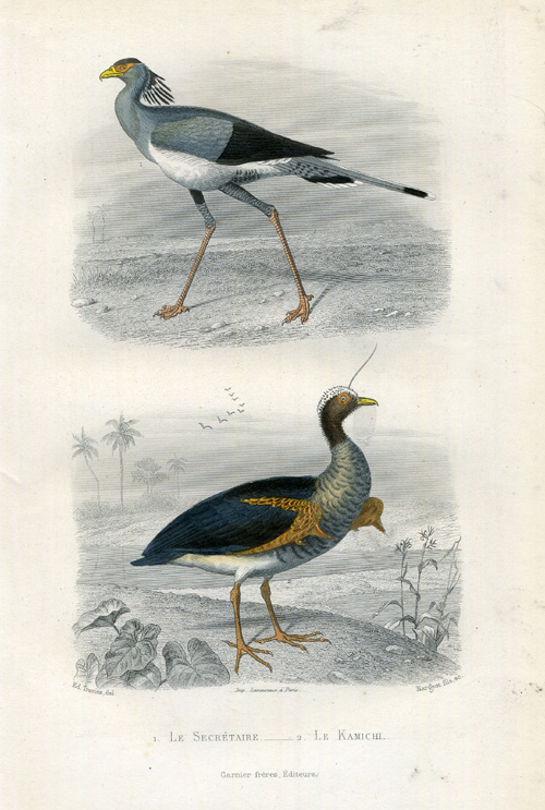 , Antique Print-SECRETARY BIRD-SCREAMER-Buffon-1853, Pictura Antique Prints