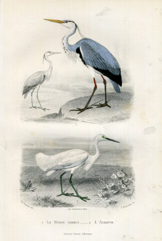 Antique Print-GREY HERON-HERON-EGRET-Buffon-1853
