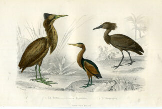 Antique Print-GREAT BITTERN-HAMERKOP-Buffon-1853