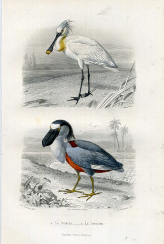 Antique Print-SPOONBILL-BOAT BILLED HERON-Buffon-1853