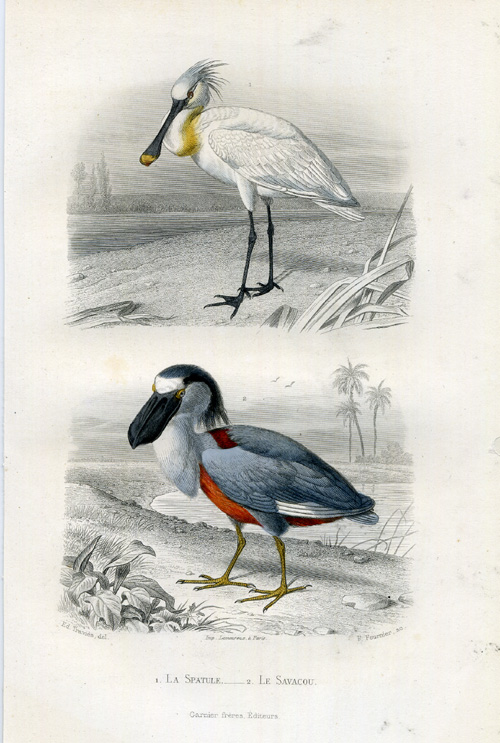 Ebmc00367 416x618 Antique Print-SPOONBILL-BOAT BILLED HERON-Buffon-1853