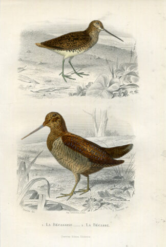 Antique Print-SNIPE-WOODCOCK-Buffon-1853