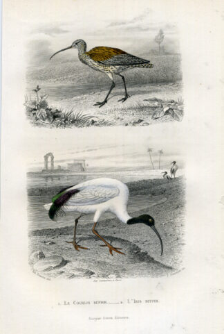 Antique Print-CURLEW-BLACK HEADED IBIS-Buffon-1853