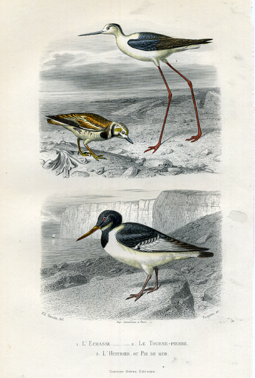 , Antique Print-STILT-OYESTERCATCHER-Buffon-1853, Pictura Antique Prints