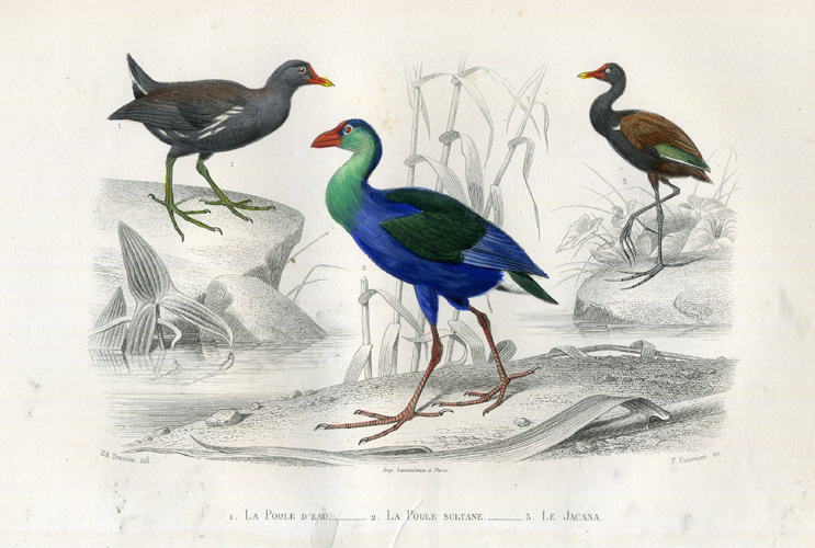 , Antique Print-MOORHEN-PURPLE COOT-JACANA-Buffon-1853, Pictura Antique Prints