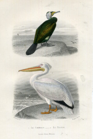 Antique Print-CORMORANT-WHITE PELICAN-Buffon-1853