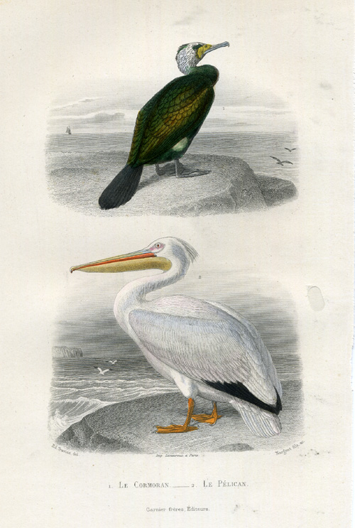 , Antique Print-CORMORANT-WHITE PELICAN-Buffon-1853, Pictura Antique Prints