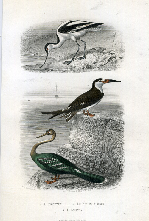 , Antique Print-AVOCET-BLACK SKIMMER-DARTER-Buffon-1853, Pictura Antique Prints