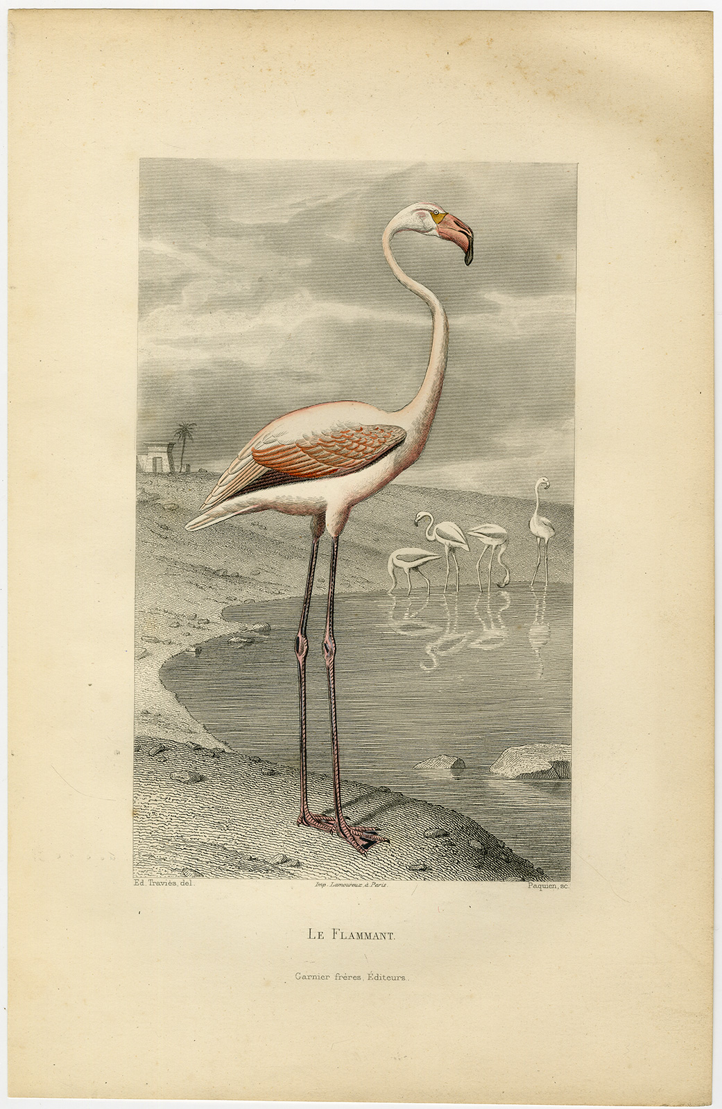 , Antique Print-FLAMINGO-LE FLAMMANT-Buffon-1853, Pictura Antique Prints