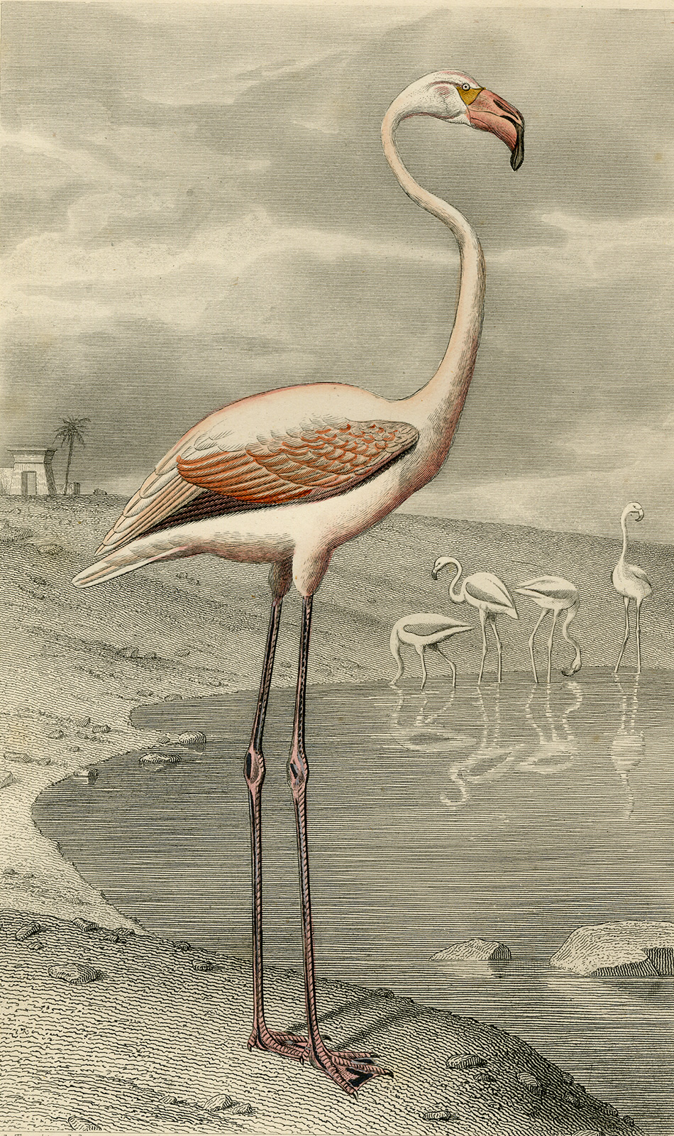 , Antique Print-FLAMINGO-LE FLAMMANT-Buffon-1853, Pictura Antique Prints