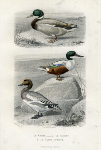 Antique Print-MALLARD-SHOVELER-WIGEON-DUCK-Buffon-1853