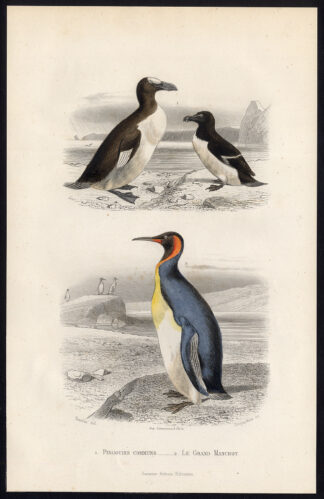 Antique Print-PENGUIN-EMPEROR PENGUIN-Buffon-1853