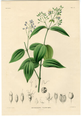 Antique Print-FLOWERS-DISSOCHAETA-Temminck-1839