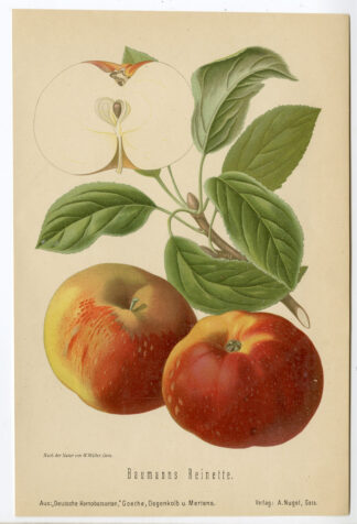 Antique Print-LITHOGRAPH-BAUMANNS REINETTE-APPLE-Anonymous-1907
