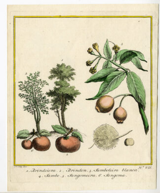 Antique Print-BOTANICAL -BRINDON-JAMBO FRUIT-Schley-1767