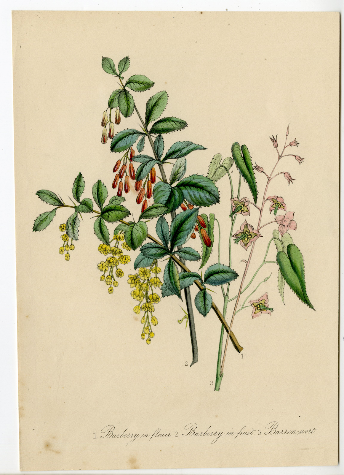 , Antique Print-BOTANICAL S-BARBERRY-Anonymous-1866, Pictura Antique Prints