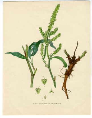 Antique Print-BOTANICAL -RUMEX-FLOWER-Anonymous-1812