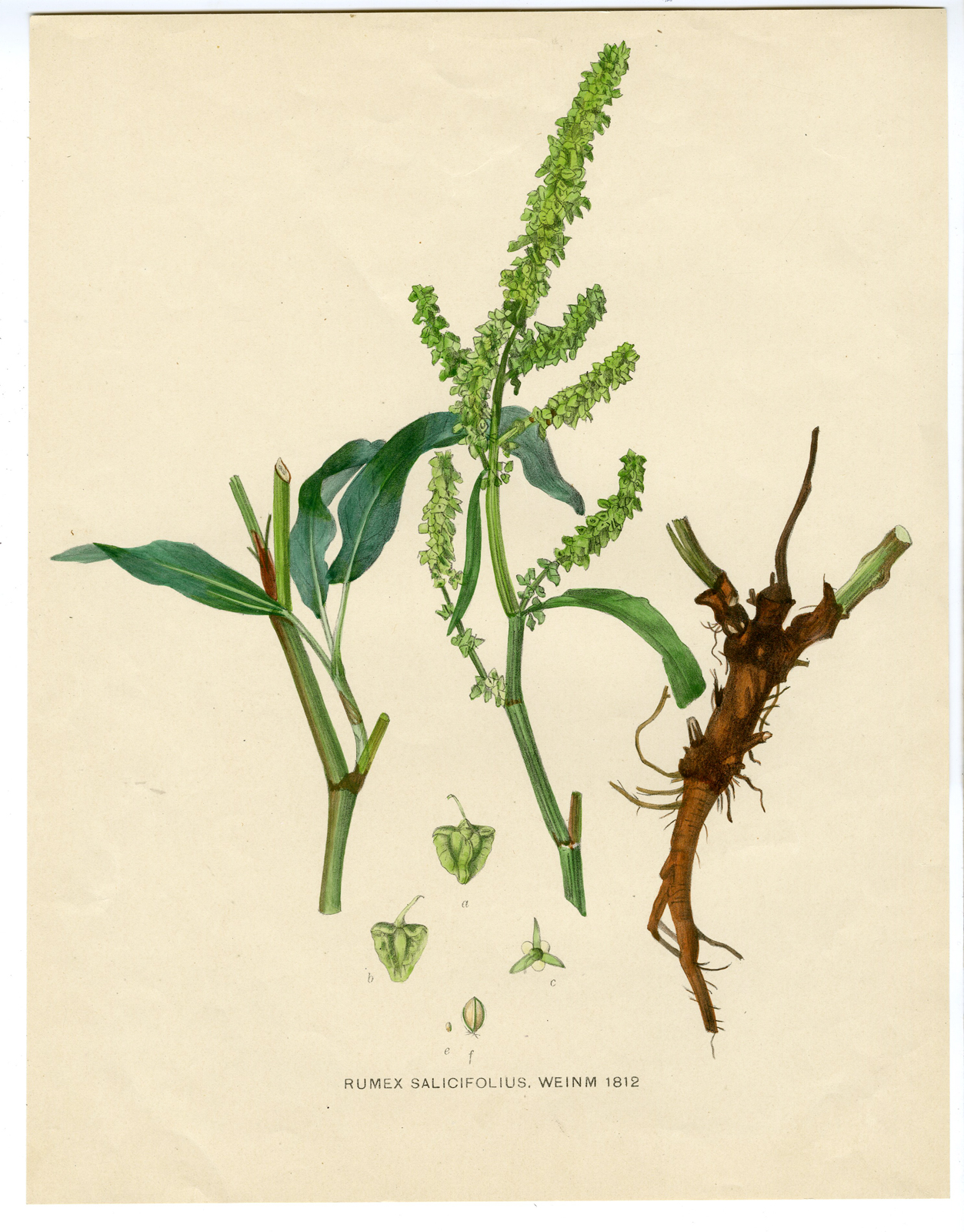 , Antique Print-BOTANICAL -RUMEX-FLOWER-Anonymous-1812, Pictura Antique Prints