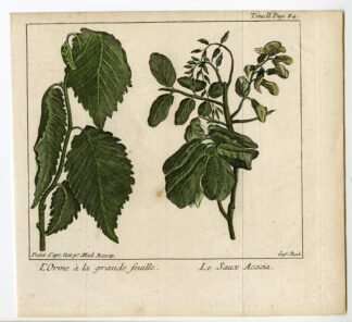 Antique Print-BOTANICAL - ACACIA-Pluche-1771
