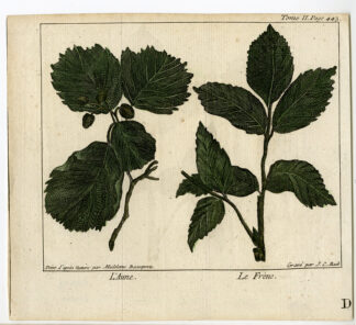 Antique Print-BOTANICAL-ALDER-ASH-TREE-Back-1771