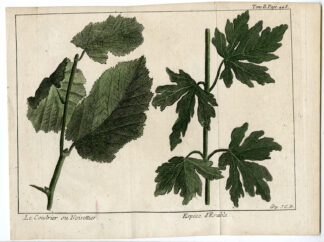 Antique Print-BOTANICAL -HAZEL NUT-MAPLE TREE-Pluche-1771