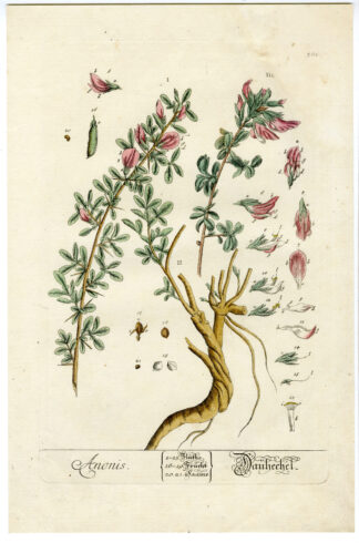 Antique Print-BOTANICAL -ANONIS-E -Blackwell-1760