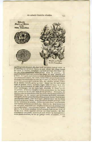 Antique Print-BALAUSTIA-POMEGRANATE-Dapper-1688