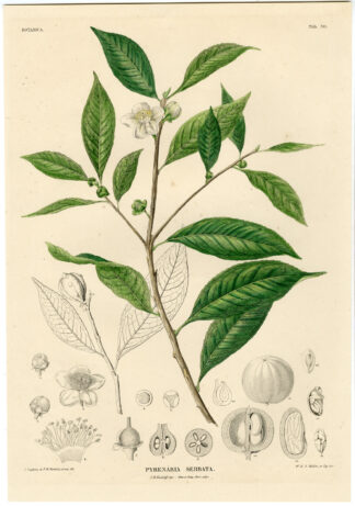 Antique Print-BOTANICAL -PYRENARIA-Temminck-1839