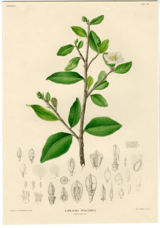 Antique Print-BOTANICAL -LAPLACEA VULCANICA-Temminck-1839