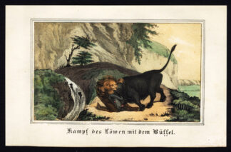 Antique Print-LION-BUFFALO-BATTLE-AFRICA-Fritsche-1850